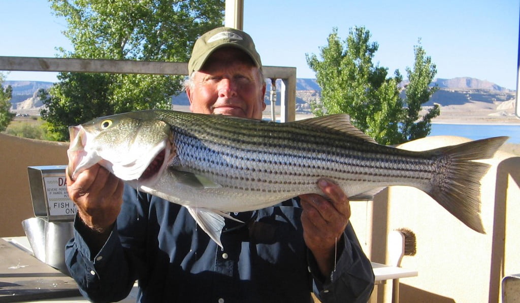 Lake Powell Fishing Report by Wayne’s Words Ambassador Guides at Lake