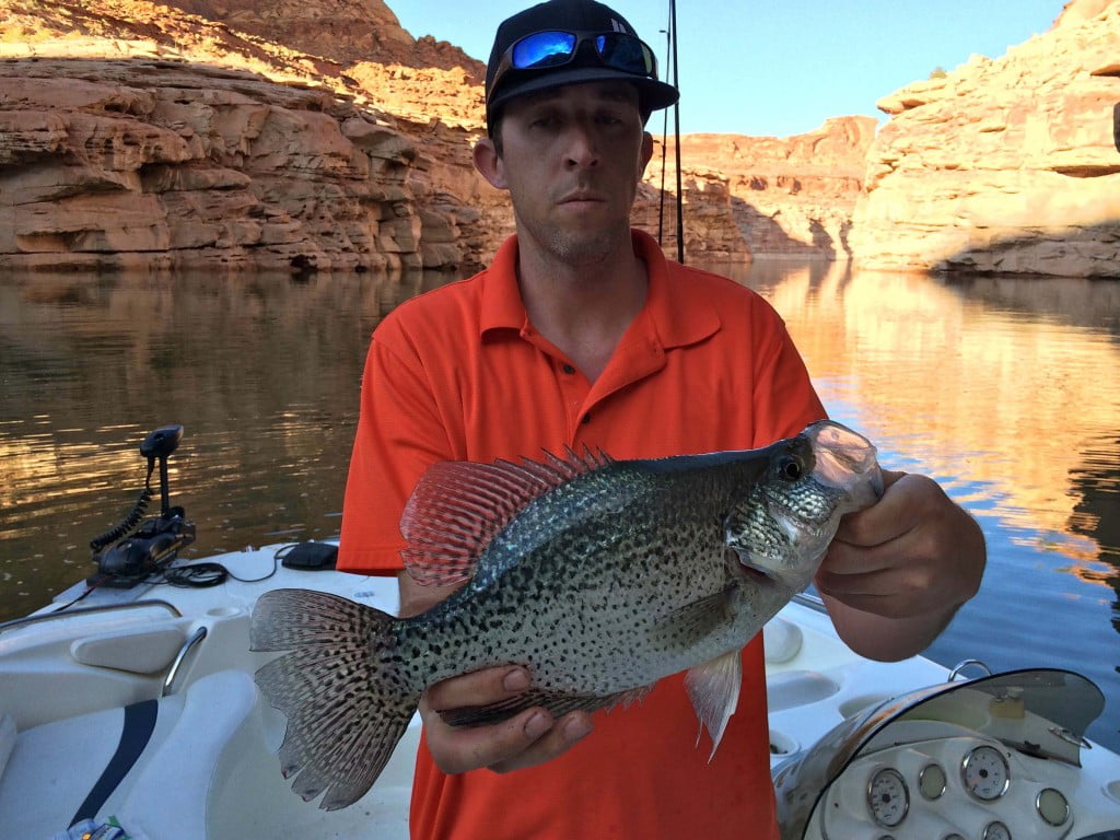 Lake Powell Fishing Report by Wayne Gustaveson 50614 Ambassador