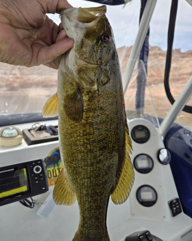 Spring amalie time with Ambassador Guides &amp; Outfitters #lakepowell #fishing🎣 #azfishing #anglerapproved